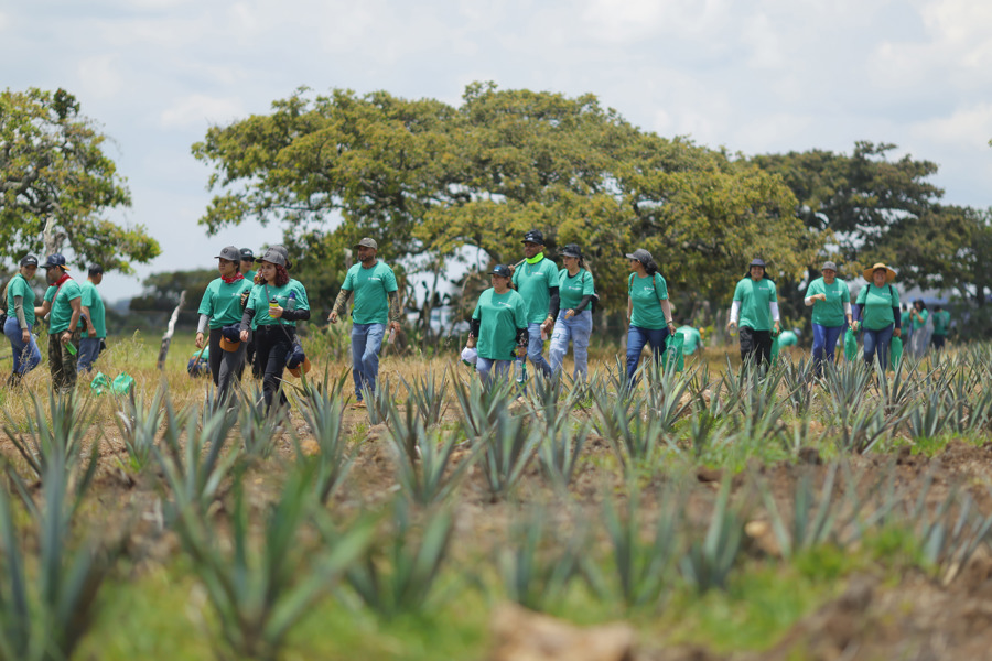El estado mexicano de Jalisco busca recuperar sus bosques ante el auge mundial del tequila
