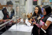México exige inspección de perros y aves que entren de EE.UU. por casos de gusano barrenador