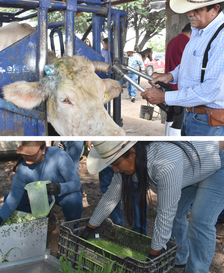 el descorne a ganado vacuno (arriba) y producción de moscas estériles para frenar el gusano barrenador en México