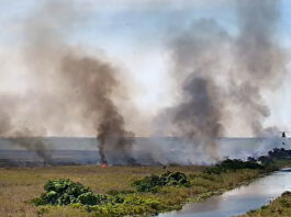 Incendio al norte de Miami consume más de 100 hectáreas de área natural de EEUU