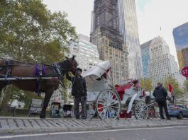 Nueva York aprueba la ley que prohibirá los carruajes tirados por caballos en junio 2028 Nueva York aprueba la ley que prohibirá los carruajes tirados por caballos en junio 2028