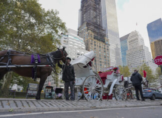 Nueva York aprueba la ley que prohibirá los carruajes tirados por caballos en junio 2028 Nueva York aprueba la ley que prohibirá los carruajes tirados por caballos en junio 2028