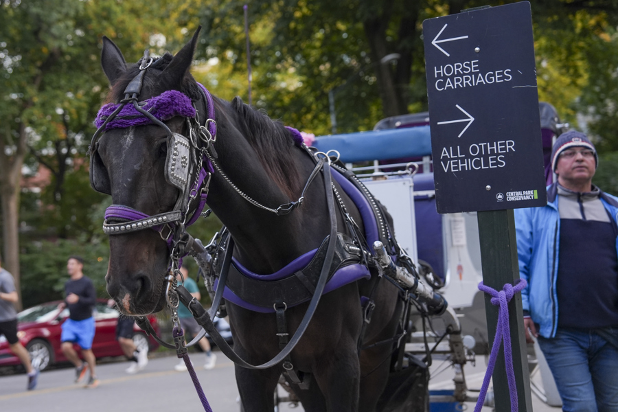 Nueva York aprueba la ley que prohibir&aacute; los carruajes tirados por caballos en junio 2028