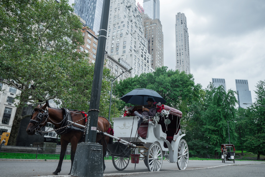 Nueva York decide ma&ntilde;ana si veta los carruajes de caballos tras accidente mortal