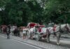 Nueva York decide mañana si veta los carruajes de caballos tras accidente mortal