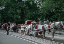 Nueva York decide mañana si veta los carruajes de caballos tras accidente mortal